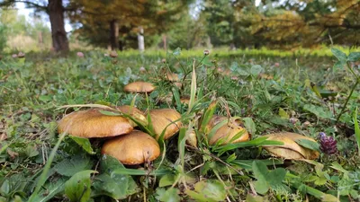 Тайны грибной поляны: уникальные кадры