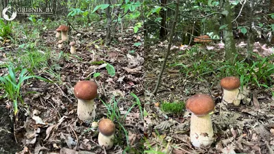 Приключение среди грибов: фотографии грибной поляны