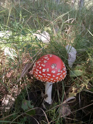 Фоны с грибной поляной в лесу в HD качестве