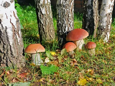 Мир маленьких существ: грибная поляна на фото
