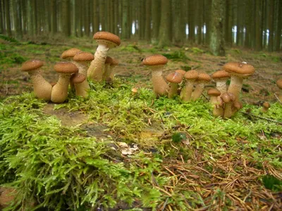 Фотоэкскурсия по грибной поляне в лесу