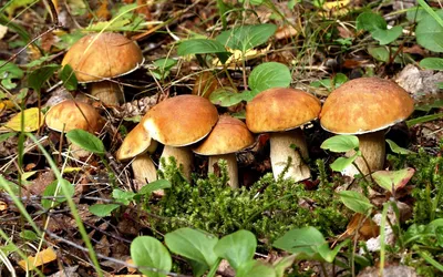 Красота и загадки грибной поляны на фото