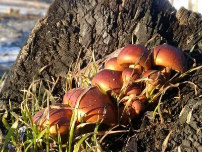 Природный феномен: грибы на грибной поляне (фото)