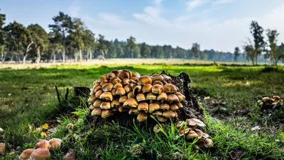 Очарование грибной поляны на фотографиях