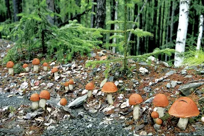 Новые фото: грибная поляна в лесу