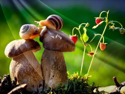 Мир сказки: фотографии грибной поляны в лесу