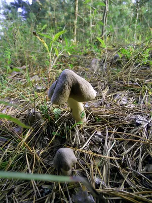 Фотк грибной поляны в окружении природы
