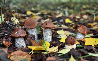 Фон с изображением грибной поляны в природе