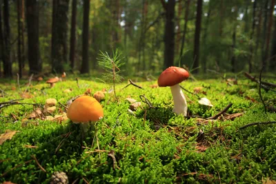 HD фото грибной поляны в лесу