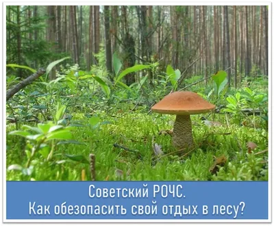 2024 - Фото грибной поляны в лесу