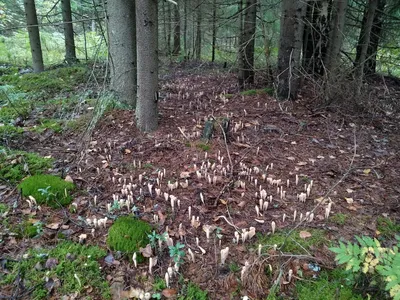 PNG изображение грибной поляны в лесу