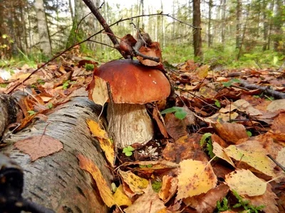 WEBP фото грибной поляны в лесу