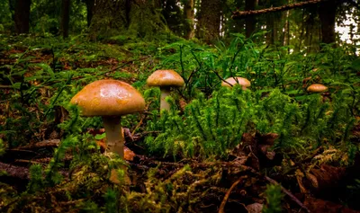 Фото: Чарующая грибная поляна в лесу