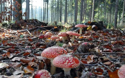 Изображение: Магическая грибная поляна в окружении лесных деревьев