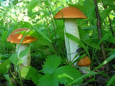 Фотка: Удивительный мир грибов на поляне в лесу