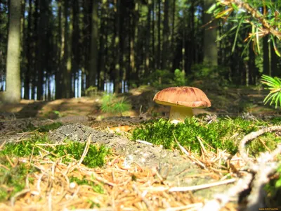 Фон: Природная красота грибной поляны в лесу