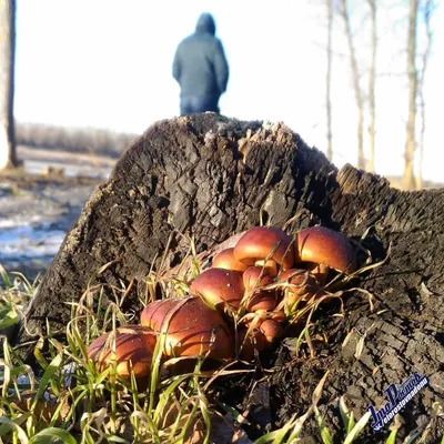 Full HD: Полноценная картина грибов на живописной поляне в лесу