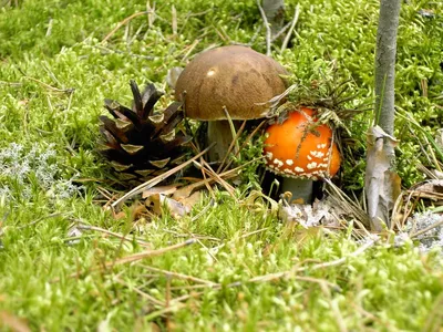 Скачать: Бесплатные фото с уютной грибной поляной в лесу