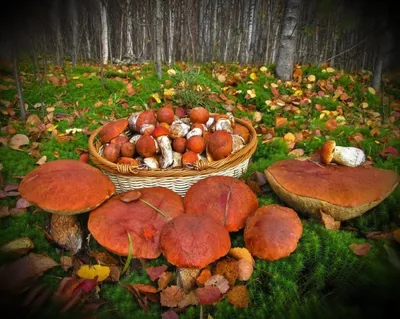 Фотографии грибной поляны в хорошем качестве