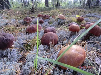 В хорошем качестве: Четкие фотографии грибов на прекрасной поляне в лесу