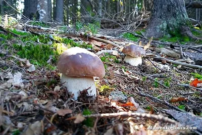 Фото на айфон: Замечательные грибочки на фото для iPhone с поляны в лесу