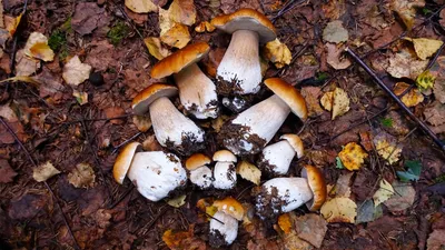Фото на андроид: Завораживающие грибы на фотографиях для Android с поляны в лесу