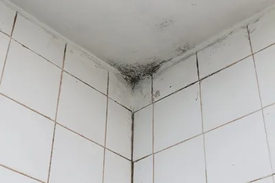 Фото грибка в ванной комнате в Full HD качестве