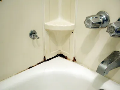 Грибок в ванной комнате: новые изображения для скачивания
