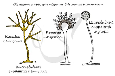 Загрузите фото человеческих паразитов в JPG, PNG, WebP