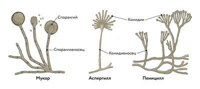 Фотографии человеческих паразитических грибов для скачивания