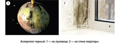 Фотка грибов-паразитов человека: разнообразие размеров