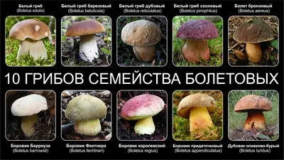 Фотографии грибов в дубовом лесу: новое изображение для скачивания