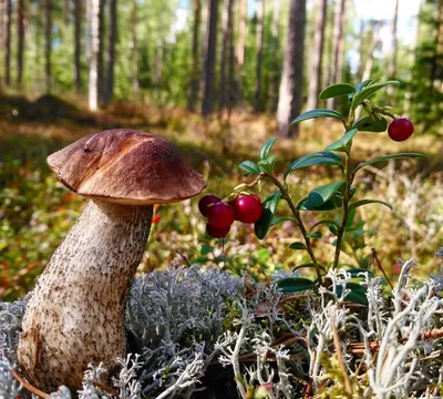 Величественные грибы в объективе камеры