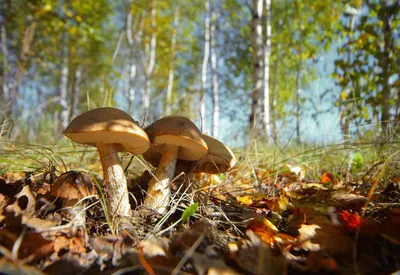 Новые фотографии лесных грибов: скачать бесплатно в хорошем качестве