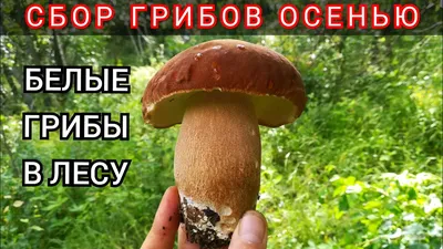 Рисунок грибов в лесу: воплощение красоты