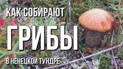 Фотографии грибов в тундре: скачать бесплатно в формате WebP