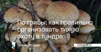 Фотографии удивительных грибов в тундре