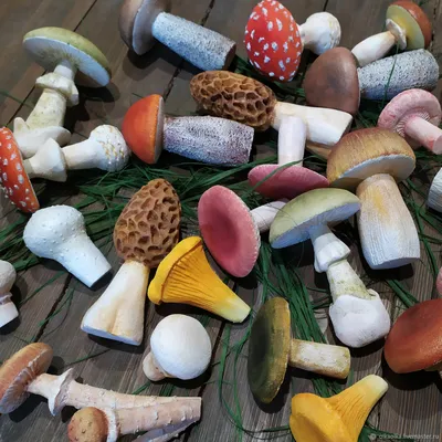 Впечатляющие фото грибов музыкантов в разных форматах