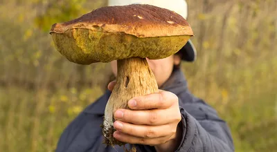 Невероятные фото грибов музыкантов