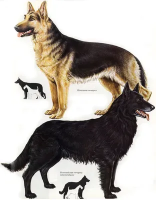 Грюнендаль: потрясающие фото этой породы собак