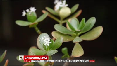 Удивительное Грошовое дерево на снимке: неповторимая аура финансового благополучия