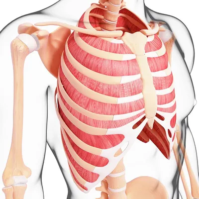Фотогалерея: Разнообразие Грудины человека в форматах JPG, PNG, WebP.