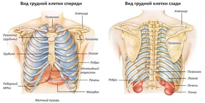 Фото Грудины человека: Изысканный выбор форматов для скачивания.