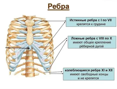 Грудины человека фотографии