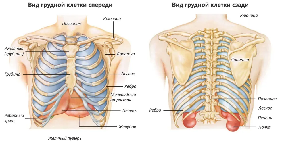 Скелет человека легкие