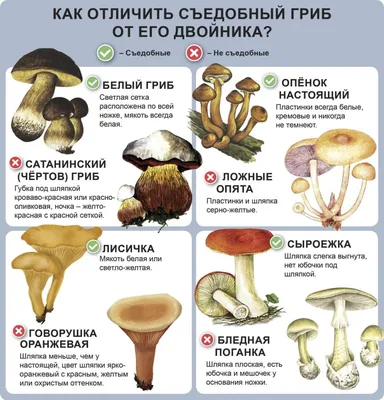 Грузди в лесу: загадочные изображения для вашего рабочего стола