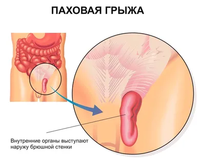 39. Фотографии анатомии: Форматы изображений на выбор