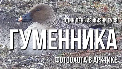 Фотографии гуменника в разных размерах