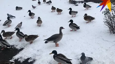 Гусь в полете: уникальные снимки