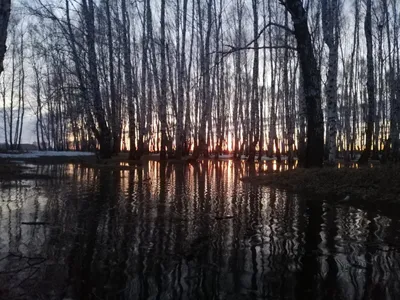 Погружение в жизнь птиц: снимки разных видов